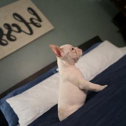 Little miss Elsa - Lilac female Boston Terrier puppy in Mascotte, Florida from The DogMother House of Bostons