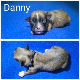 Danny - Red gold male Lhasa Apso puppy in Cincinnati, Ohio from Shangri-La Lhasa Apsos