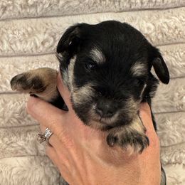 Primrose (Yellow Collar) - Black and silver female Miniature Schnauzer puppy in Bullard, Texas from Black Gold Miniature Schnauzers