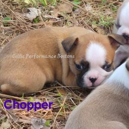 Boy 2 - Red male Boston Terrier puppy in Griffin, Georgia from Celtic Kennel Bostons
