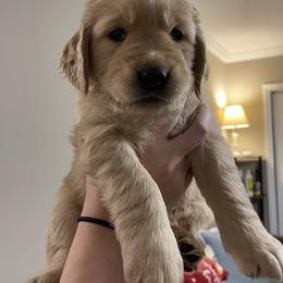 Golden Retriever Puppies from O’Shields Golden Paws