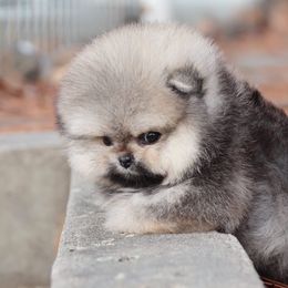 Pomeranian Puppies from BP PUPS