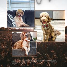 Josie - Labradoodle