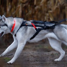 Siberian Husky All Grown Up from Burkeson Siberian Huskies