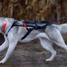 Siberian Husky All Grown Up from Burkeson Siberian Huskies