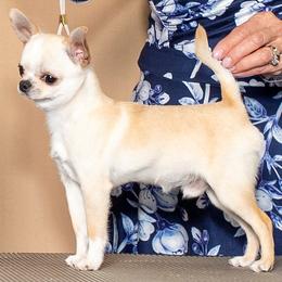 Stimpy - Chihuahua