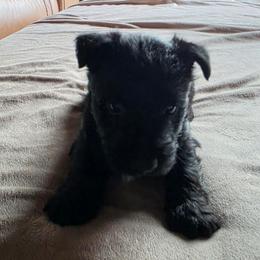 Girl 2 - Black female Scottish Terrier puppy in Chester, Maine from Casie puppies