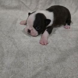 Girl 4 - Black brindle and white female Boston Terrier puppy in Gibson City, Illinois from Quinn's Kennels