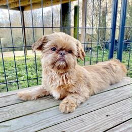 Sadie - Shih Tzu