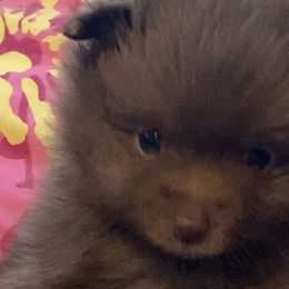 Pomeranians from Precious Pom Puppies
