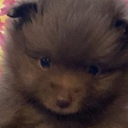 Pomeranians from Precious Pom Puppies