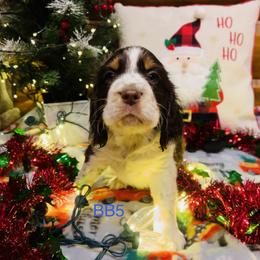 BB5 - Liver white and tan male English Springer Spaniel puppy in Britton, South Dakota from K&S Canines
