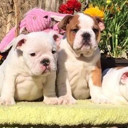 Bulldog and Collie Puppies from Lakewinds Collies & Bulldogs