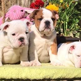 Bulldog and Collie Puppies from Lakewinds Collies & Bulldogs