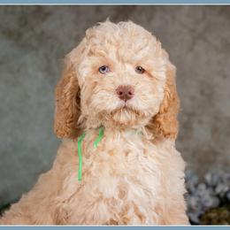 Gretchen - Red female Cockapoo puppy in Connersville, Indiana from Deaz Doodle Ranch