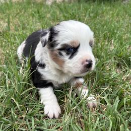 Skye - Blue merle female Toy Australian Shepherd puppy in Hawley, Texas from Foxy’s Dachshunds & Toy Aussies