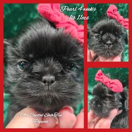 Pearl - Black female Shih Tzu puppy in Maize, Kansas from Air Capital Shih Tzu Puppies