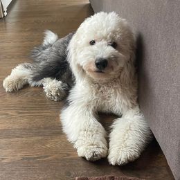 Goldendoodle, Poodle, and Sheepadoodle All Grown Up from Brewer's Goldendoodles & Sheepadoodles