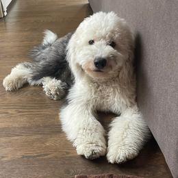 Goldendoodle, Poodle, and Sheepadoodle All Grown Up from Brewer's Goldendoodles & Sheepadoodles