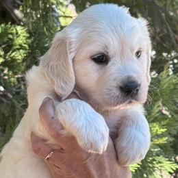 Girl 2 - Light golden female Golden Retriever puppy in Lake Hughes, California from Golden Hills Retrievers