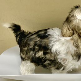 Shih Tzu Puppies from Willow Lane Shih Tzus