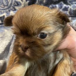Gionna - Liver female Shih Tzu puppy in Cabot, Arkansas from Twilight Shih Tzu