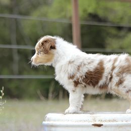 Australian Shepherd Puppies from Broken Arrow Australian Shepherds