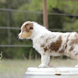 Australian Shepherd Puppies from Broken Arrow Australian Shepherds