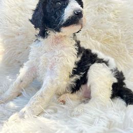 Goldendoodle and Poodle Puppies from Elizabeth Rocha's Doodles
