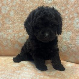Saint - Black male Poodle puppy in Warren, Michigan from Annette Patterson