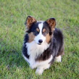 American Corgi, Border Collie, and Pembroke Welsh Corgi All Grown Up from Cowtown Corgis & Border Collies