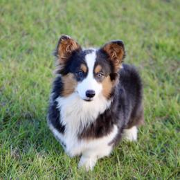 American Corgi, Border Collie, and Pembroke Welsh Corgi All Grown Up from Cowtown Corgis & Border Collies