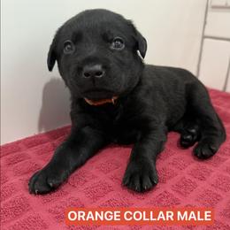 Orange Collar Male - Black male Labrador Retriever puppy in Tacoma, Washington from Triple H Farm