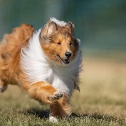 Shetland Sheepdog All Grown Up from Spring Valley shelties