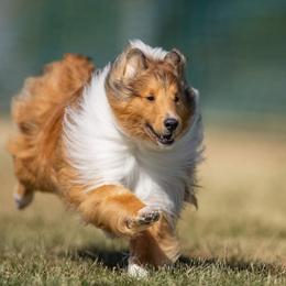Shetland Sheepdog All Grown Up from Spring Valley shelties