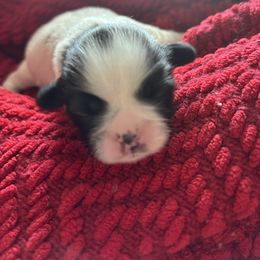 Minnie - Black and white female Shih Tzu puppy in Clearwater, Florida from Willow’s Playpen