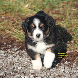 Kanan - Black tri male Miniature American Shepherd puppy in Hillsdale, Michigan from Faithwalk Aussies and Mini American Shepherds