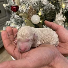 Girl 1 - female Poodle puppy in Calimesa, California from Coriander Pups