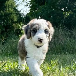 Funnel Cake - Blue merle and white female Sheepadoodle puppy in Adams, Nebraska from Boxcar Doodles and Poodles