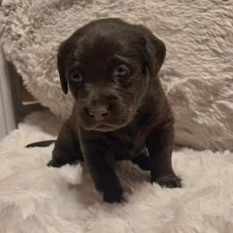 Girl 4 - female Labrador Retriever puppy in Hartley, California from Mathew's Labradors