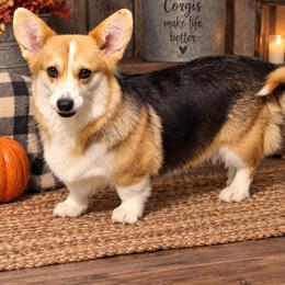 Monday - Pembroke Welsh Corgi