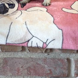 Boy 2 - Fawn male Pug puppy in Durant, Oklahoma from Cagle's Crowning Pug's
