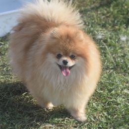 1.6 year old SPAYED Female - Orange sable female Pomeranian puppy in Saint Ignatius, Montana from Pomeranians Montana