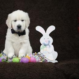 Golden Retriever Puppies from K & M Golden Retrievers