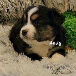 Andy - Black tri male Miniature Australian Shepherd puppy in Waxhaw, North Carolina from Cane Creek Aussies