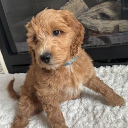 Jasmine - Blue - Red  Goldendoodle puppy in Stansbury Pk, Utah from My Doods