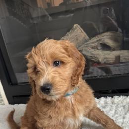 Jasmine - Blue - Red  Goldendoodle puppy in Stansbury Pk, Utah from My Doods