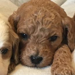 Female 4 - female Cavapoochon puppy in Fredericksburg, Ohio from Timshell Farm Specialty Crossbreed Puppies