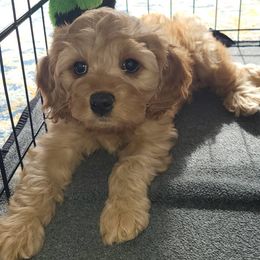 Cavapoo Puppies from Prince Pups