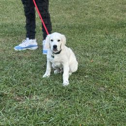 Golden Retriever Puppies from Chastity's Golden Retrievers